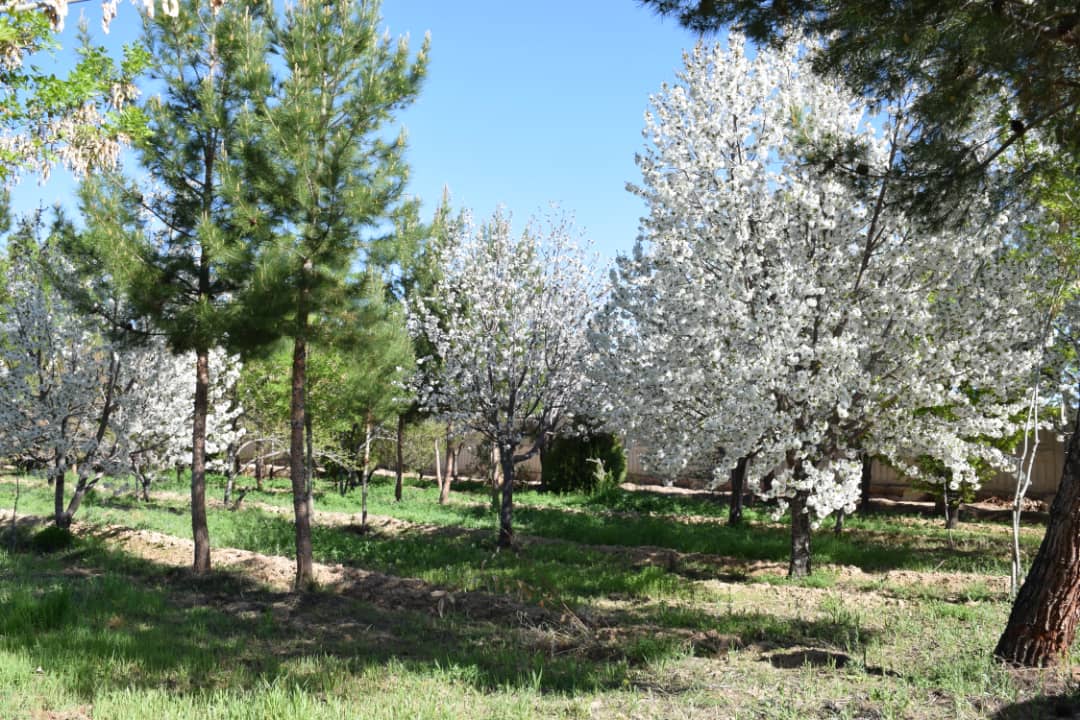درختان اردوگاه در بهار