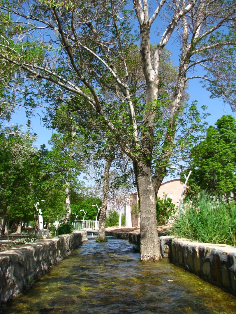 درختان در داخل نهر